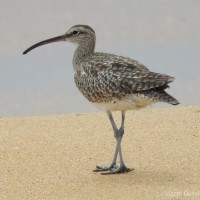 <i>Numenius phaeopus</i> Linnaeus, 1758